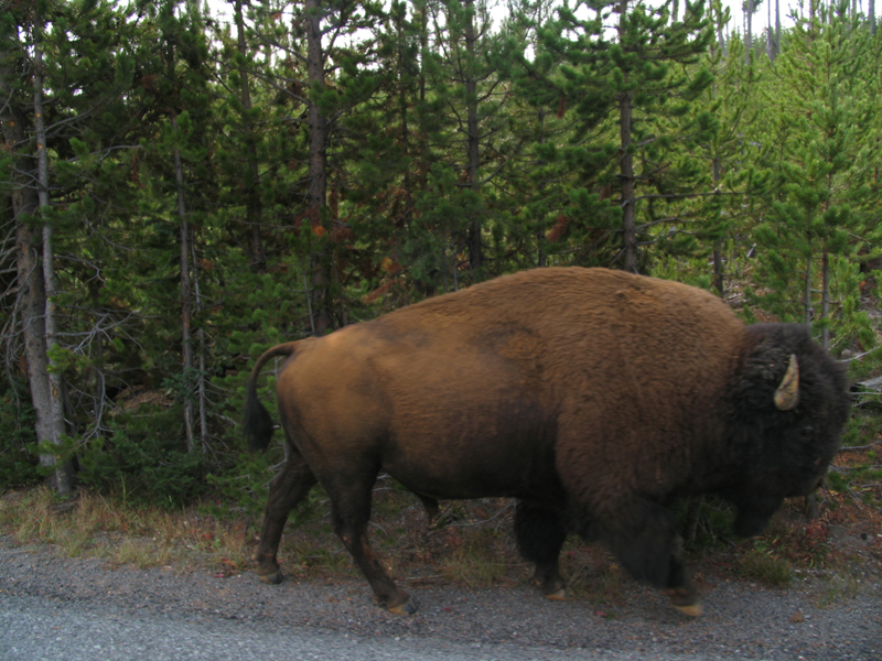 Yellowstone National Park