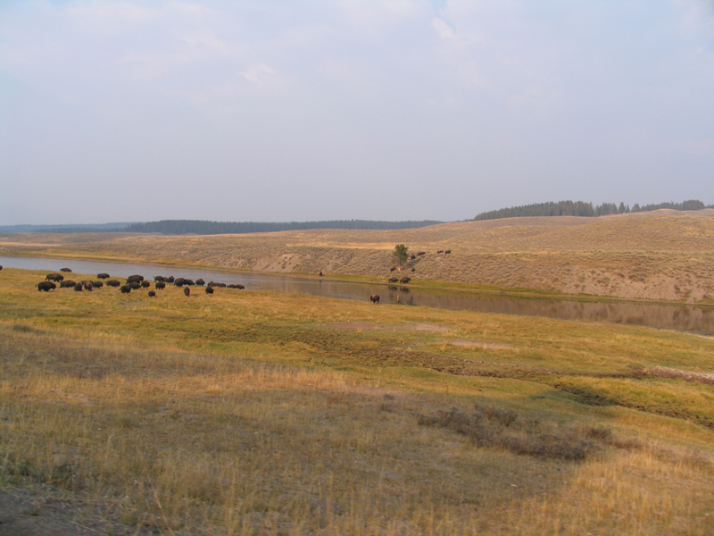 Hayden Valley 1