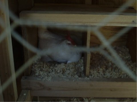 Ginger, our chicken, in her new home.