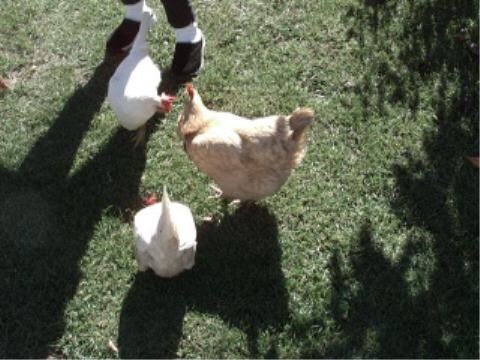 Chickens