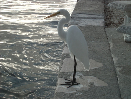 Crane 2
