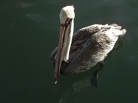 Pelican 1