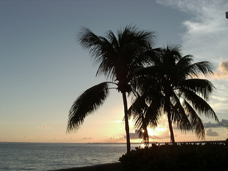 Sunset and Palm trees