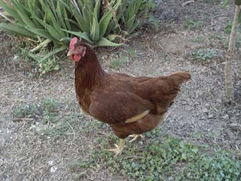 eunice