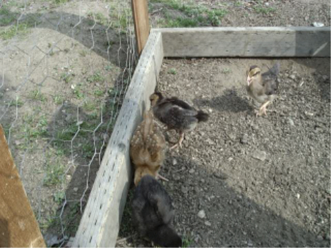 Older Chicken Pictures